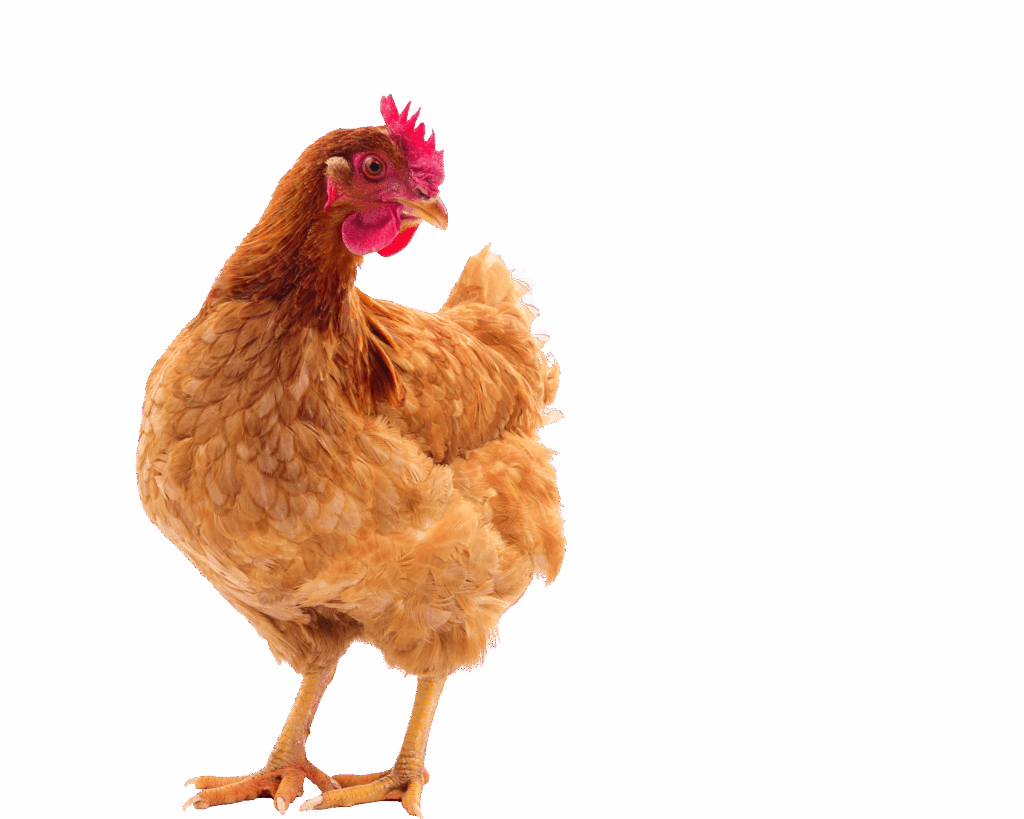 Adobestock 137591308 Transparent Reversed